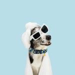 Cute Ducky Pattern Adjustable Dog Collar for Medium Dogs