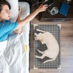 Elevated Dog Bed with Fence for Small Dogs