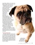 Interactive Pug Guide: Training, Care, and Traits
