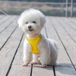 Pink No-Pull Harness and Leash Set for Small Dogs