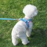 Pink No-Pull Harness and Leash Set for Small Dogs