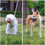 No Pull Floral Dog Harness and Leash Set