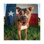 Grain-Free Chicken Dental Sticks for Senior Dogs