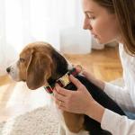 Luxury Durable Dog Collar with Metal Buckle