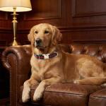 Luxury Durable Dog Collar with Metal Buckle