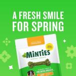 Minties Dental Chews for Large Dogs - 36 Count