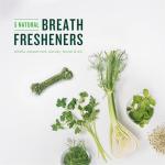 Minties Tiny Dental Bone Treats for Dogs