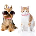 Pink Rhinestone Small Dog Collars for Female Dogs, Pretty Bling Diamond Cat Collar Crystal Sparkly Glitter Jewel Puppy Collar for XXS Xs Small Medium Pet Girl Dogs Kitten, XSmall