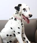 DOGWONG Cotton Hemp Pink Dog Collar Adjustable Soft Natural Fabric Pet Collar Cute Wedding Puppy Necklace for Small Medium Large Dogs