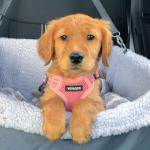 Best Pet Supplies Voyager Adjustable Step-in Flex Breathable Mesh Dog Harness for Small Medium Large Dogs Leash Set (Pink), S