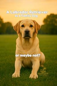 A Labrador Retriever as a Family Dog – or Maybe Not? (Dog Breed Guide for Beginners: How to Choose the Best Family Dog)
