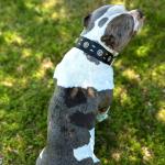 LOIIHEII Premium Leather Dog Collar for Large Dogs - 2-Inch Wide Adjustable Soft Handmade Heavy Duty Collar for Giant Breeds, Durable & Comfortable - Black