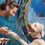 Black Rhino Dog Collars for Medium Dogs - Adjustable Reflective Heavy Duty Dog Collar with Ultra-Soft Neoprene Padding - Weatherproof, Durable, and Comfortable - Ideal for Active Dogs - Aqua and Gray