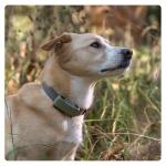 Tractive GPS Dog 6 Tracker Cover - Olive