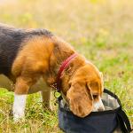 Portable Dog Bowls - Travel-Friendly Food & Water