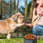 Portable Dog Bowls - Travel-Friendly Food & Water