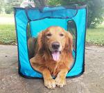 Collapsible Pop-Up Travel Crate for Dogs