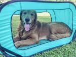 Collapsible Pop-Up Travel Crate for Dogs