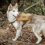 Y-Shaped Dog Backpack for Hiking and Travel