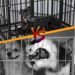 Heavy Duty Escape-Proof Dog Crate for Large Dogs