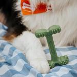 Nylabone Dental Chew Toy for Aggressive Dogs