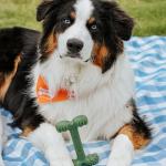 Nylabone Dental Chew Toy for Aggressive Dogs