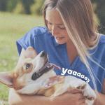 Adams Flea and Tick Collar for Dogs, 2 Pack