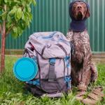 Loving Pets - Bella Roma Portable Travel Dog Bowl Collapsible Dog Food & Water Bowl (Blue, Medium)