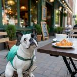 Tailtote Dog Backpack Harness Lightweight, Adjustable, and Water-Resistant Pet Poopbag Ideal for Outdoor Adventures,Puppy School or Everyday Walks (X-Small)