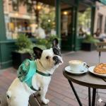 Tailtote Dog Backpack Harness Lightweight, Adjustable, and Water-Resistant Pet Poopbag Ideal for Outdoor Adventures,Puppy School or Everyday Walks (X-Small)