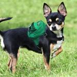 Tailtote Dog Backpack Harness Lightweight, Adjustable, and Water-Resistant Pet Poopbag Ideal for Outdoor Adventures,Puppy School or Everyday Walks (X-Small)