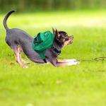 Tailtote Dog Backpack Harness Lightweight, Adjustable, and Water-Resistant Pet Poopbag Ideal for Outdoor Adventures,Puppy School or Everyday Walks (X-Small)