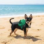 Tailtote Dog Backpack Harness Lightweight, Adjustable, and Water-Resistant Pet Poopbag Ideal for Outdoor Adventures,Puppy School or Everyday Walks (X-Small)