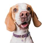 Jelwuion Cotton Dog Collar,Adjustable Cute Puppy Collar with Moon Patterned Design for Small Medium Large Dogs,Soft and Fancy Pet Collar with Safety Buckle for Girl Boy Dogs (Purple Moon, Medium)