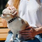 Spiked Dog Collar Leather Studded Pet Collar for Small Medium Large Dogs, Durable Outdoor Safety Collar with Secure Rivets, Adjustable & Comfortable for Daily Walks & Training Black S