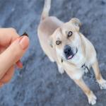 Lil' Bitz Soft & Chewy Training Treats for Dogs, Bite Size Reward Treats for Training & Positive Reinforcement, Grain Free Treats Made with Real Chicken, Flame Roasted Chicken Flavor, 4 oz Bag