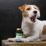 Petnc Natural Care Brewers Yeast Dog Skin and Coat Supplement (250 Chewables), With B Vitamins, Antioxidants & Minerals, Promotes Healthy Skin & Glossy Coat, For Dogs 10 Lbs & Over