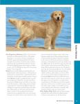 AKC Official Guide to Sporting Dogs: Featuring Lovable Breeds including the Golden Retriever, Labrador Retriever, Pointer, and English Setter (CompanionHouse Books) From the American Kennel Club