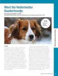 AKC Official Guide to Sporting Dogs: Featuring Lovable Breeds including the Golden Retriever, Labrador Retriever, Pointer, and English Setter (CompanionHouse Books) From the American Kennel Club