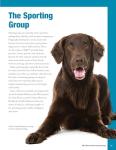 AKC Official Guide to Sporting Dogs: Featuring Lovable Breeds including the Golden Retriever, Labrador Retriever, Pointer, and English Setter (CompanionHouse Books) From the American Kennel Club