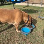 Loving Pets 73807992: Travel Double Diner Dog Bowl, Blue Md