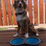 Loving Pets 73807992: Travel Double Diner Dog Bowl, Blue Md