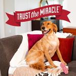 Nature’s Miracle Advanced Platinum Puppy Potty Training Spray, 16 Ounces, Dog Training Aid