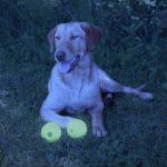 Chew King by Mammoth Set of 2 Glowing Fetch Ball, Durable Bouncy Interactive Toy for Pets & Dogs, Lightweight, 3 Inch, Fits Ball Launcher