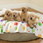 LINENLUX Cute Dog Blanket for Small Medium Dogs 6-Pack Soft Stretchy Fleece Blankets for Pet Cat Puppy Warm Wrinkle-Resistant Throw for Couch Bed Outdoor Mix 40x31 inch (Pack of 6)