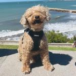 Best Pet Supplies Voyager Step-in Air All Weather Mesh Harness and Reflective Dog 5ft Leash Combo with Neoprene Handle, for Small, Medium and Large Breed Puppies - Set (Black), Small