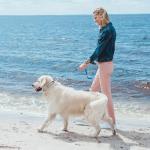 Aheasoun Adjustable No Pull Dog Training Collar