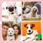 Guiqulai 3 Pack Spring Summer Dog Collars, Adjustable Puppy Collars with Spring Summer Green Leaves Peach Pattern Quick Release Buckle Charm for Small Medium Girl Dogs, Holiday Seasonal Pet Collar