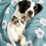 Luciphia Waterproof Pet Blanket for Medium Large Dogs Washable Fluffy Thick Jacquard Shag Fleece Warm Sherpa 3D Textured Flower Print for Cats Puppy Couch Protection (Blue,57x40 inches)