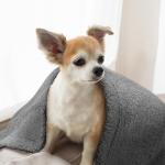 furrybaby Dog Blanket Soft Dog Blankets for Large Dogs Puppy Essentials Washable Sherpa Fleece Cat Blanket 32x40 Inches for Bed Furniture Couch Sofa (Medium, Grey)